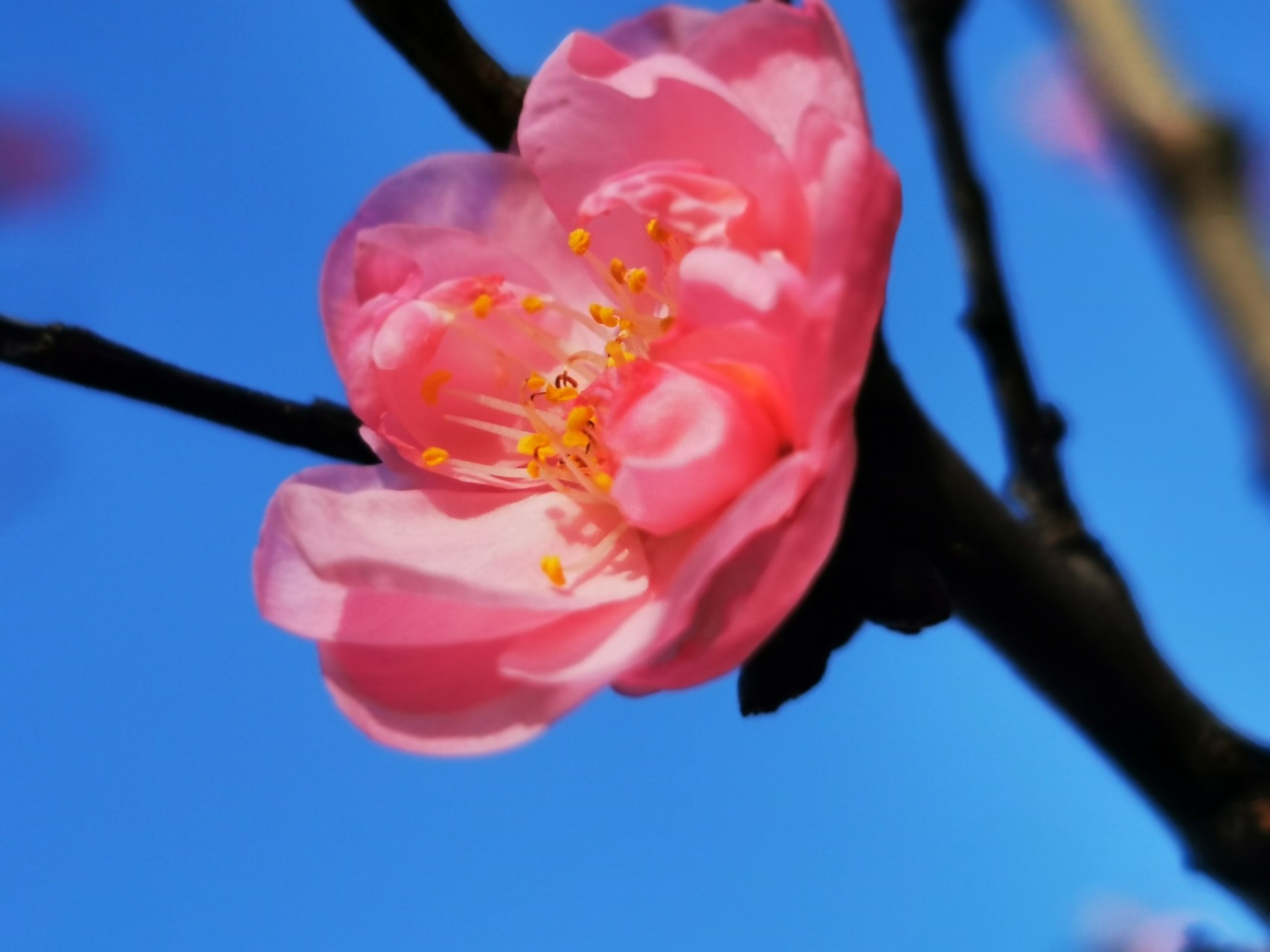 ‘beat365官网’凉拌芥味西葫芦的做法(图1) beat365亚洲体育官方网站