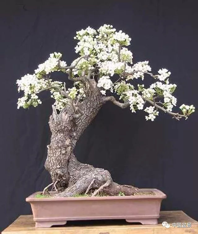 金枪鱼土豆泥沙拉的做法_beat·365(图4) beat·365